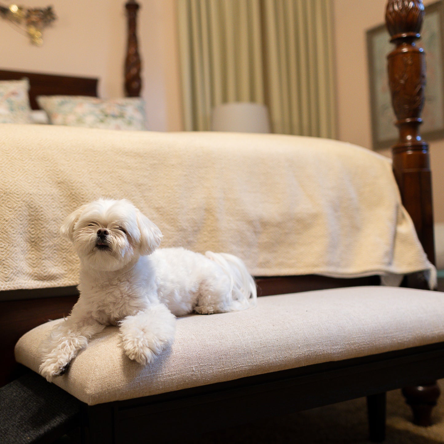 Barkley™ Pet Ramp Bench - Black Walnut